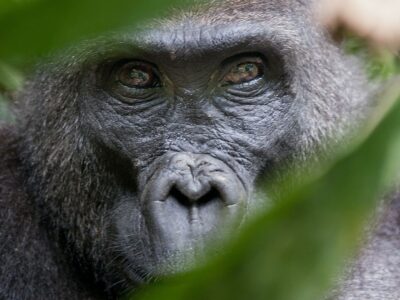 Rwanda Gorilla Trek Itinerary