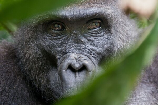 Rwanda Gorilla Trek Itinerary Rwanda Gorilla Trek Itinerary