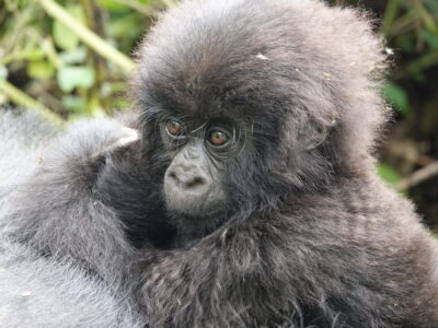 Rwanda Gorilla Trekking From Foothills Rwanda Gorilla Trekking From Foothills