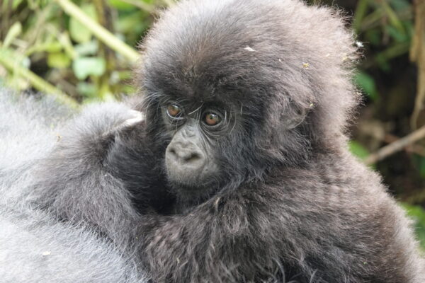Rwanda Gorilla Trekking From Foothills Rwanda Gorilla Trekking From Foothills
