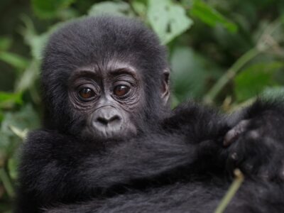 Rwanda Gorilla Trips