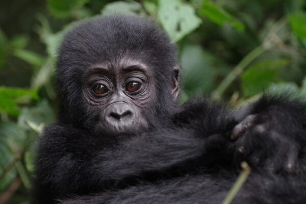 Rwanda Gorilla Trips