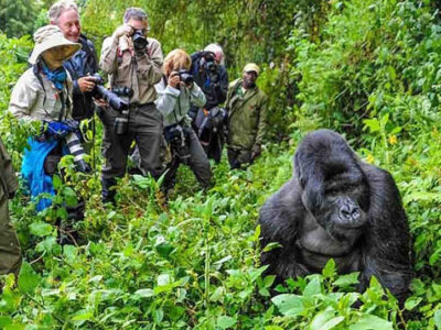 Rwanda Photographic Safaris