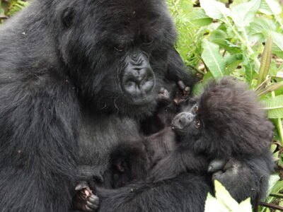 Rwanda Tours Rwanda Tours