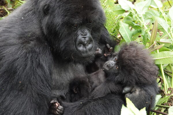 Rwanda Tours Rwanda Tours