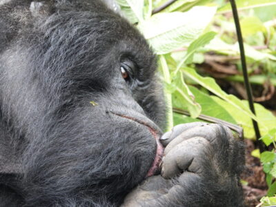 Silverback Gorilla Trekking Africa