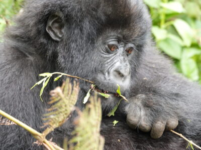 Silverback Gorilla Trekking