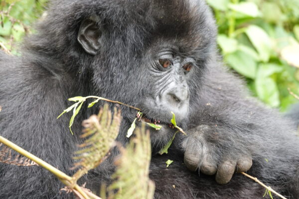 Silverback Gorilla Trekking Silverback Gorilla Trekking
