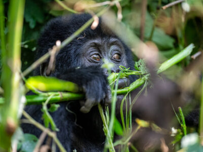 Slow-Paced Uganda Gorilla Trekking