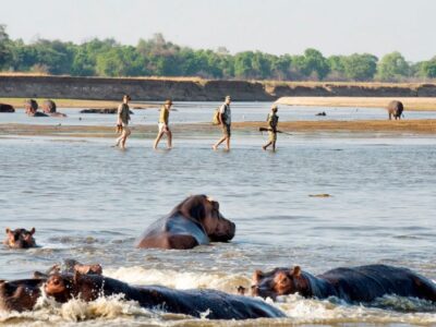 South Luangwa Walking Safari South Luangwa Walking Safari