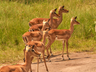 Things To Do In Burundi