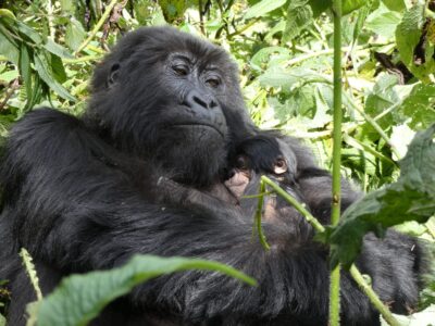 Things To Do In Congo Africa Things To Do In Congo Africa