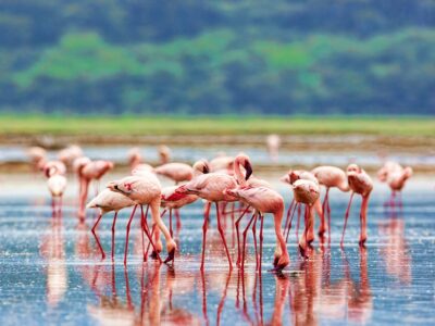 Things To Do In Kenya Tours
