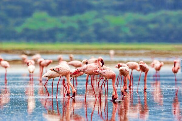 Things To Do In Kenya Tours