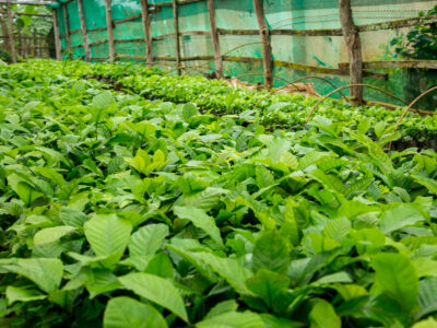 Uganda Coffee Tours Africa Uganda Coffee Tours Africa