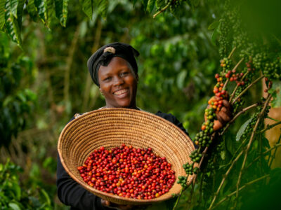 Uganda Coffee Tours JimJam Uganda Coffee Tours JimJam