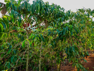 Uganda Coffee Tours