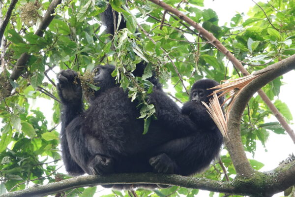 Uganda Gorilla Trekking From Foothills