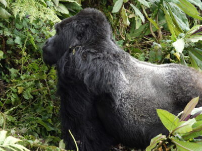Visit Gorillas In Rwanda