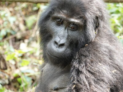 Visit Gorillas In Uganda