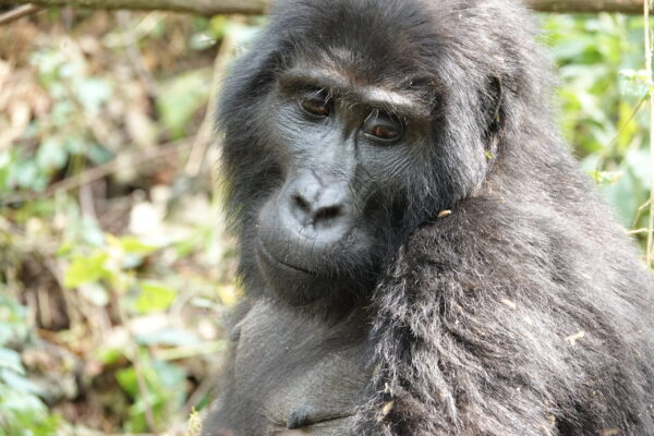 Visit Gorillas In Uganda