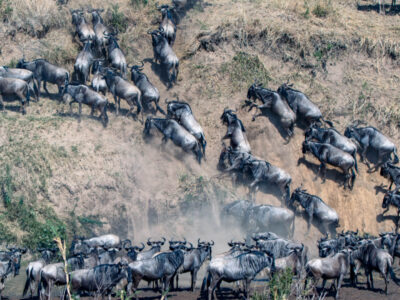 Wildebeest Migration