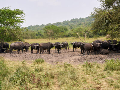 Wildlife Migrations In Africa