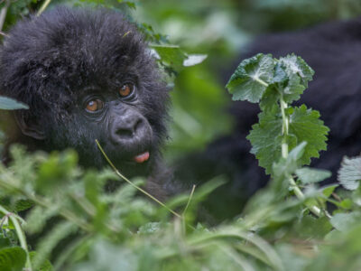 2-Day Rwanda Gorilla Tour