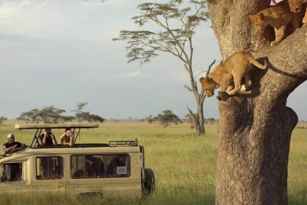 4-Day Serengeti & Ngorongoro Crater Combo 4-Day Serengeti & Ngorongoro Crater Combo
