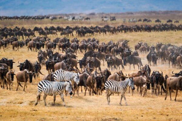 5-Day Migration Trail Budget Safari 5-Day Migration Trail Budget Safari