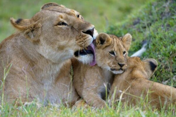 6-Day Serengeti & Ngorongoro 6-Day Serengeti & Ngorongoro