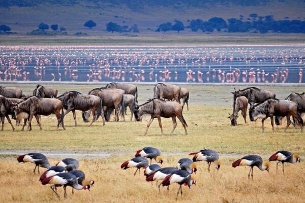 6-Day Serengeti and Lake Manyara Budget Explorer 6-Day Serengeti and Lake Manyara Budget Explorer