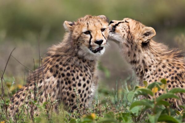 7-Day Big Five Tanzania Budget Safari 7-Day Big Five Tanzania Budget Safari