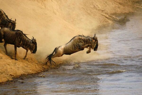 7-Day Luxury Safari 7-Day Luxury Safari