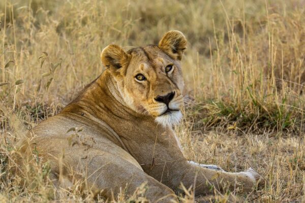 8-Day Serengeti & Cultural Tanzania Safari 8-Day Serengeti & Cultural Tanzania Safari