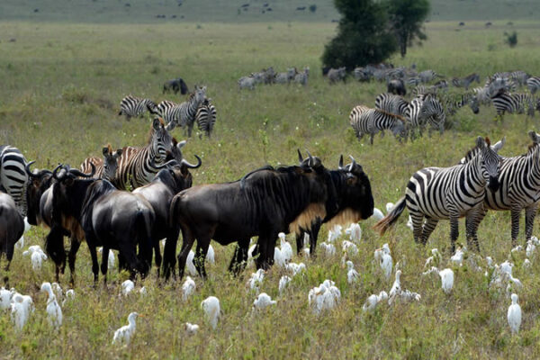 8-Day Signature Serengeti Safari 8-Day Signature Serengeti Safari