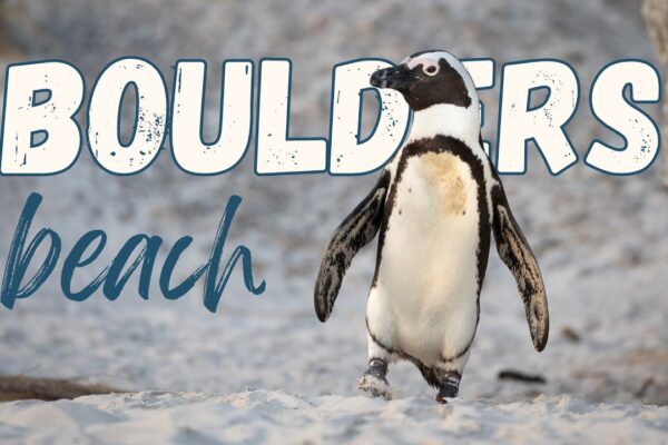 Boulders Beach & the African Penguins