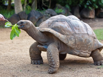 Giant Tortoises at La Vanille Nature Park Giant Tortoises at La Vanille Nature Park