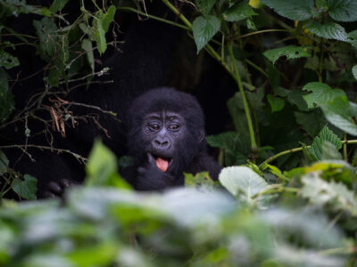 Gorilla Trekking And Batwa