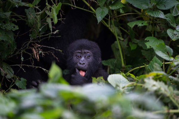Gorilla Trekking And Batwa Gorilla Trekking And Batwa