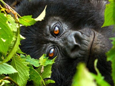 Gorilla Trekking Destinations