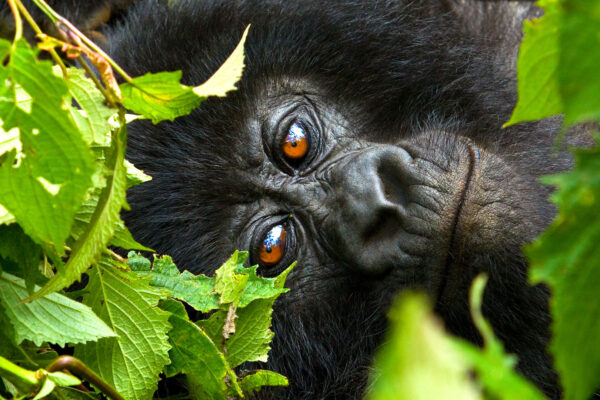 Gorilla Trekking Destinations