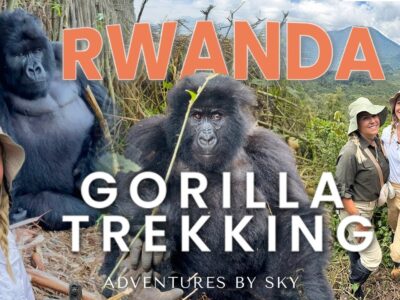 Gorilla Trekking In Rwanda From South Africa