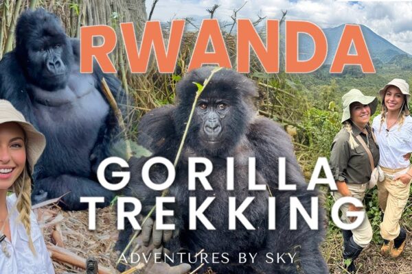 Gorilla Trekking In Rwanda From South Africa