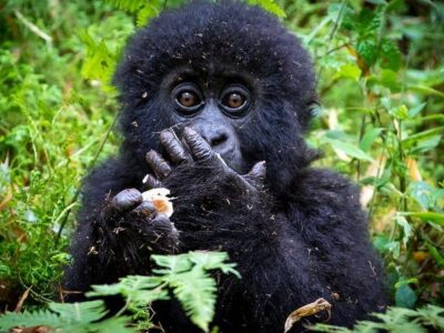 Gorilla Trekking In Rwanda From South Africa