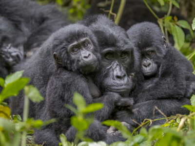 Gorilla Trekking In Uganda From South Africa