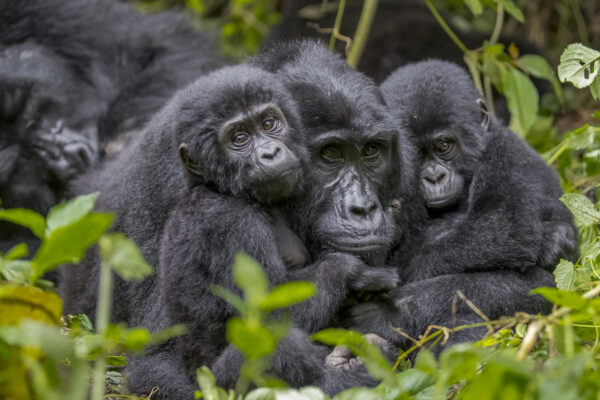 Gorilla Trekking In Uganda From South Africa