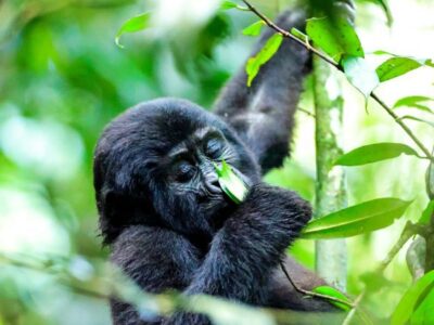 Gorilla Trekking in Bwindi Forest, Uganda Gorilla Trekking in Bwindi Forest, Uganda