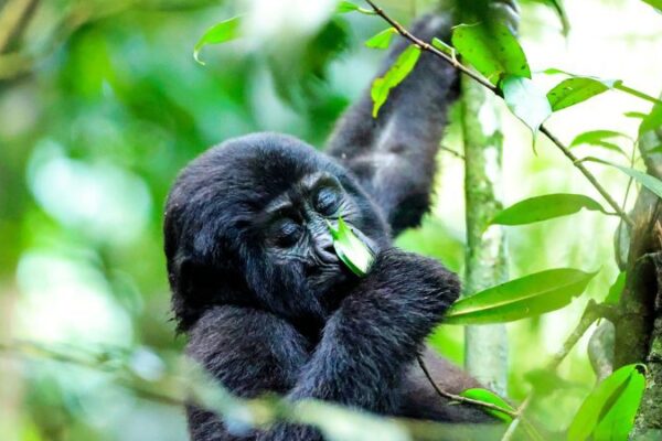 Gorilla Trekking in Bwindi Forest, Uganda