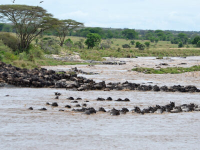 Great Migration & Mara River Crossing Safari Great Migration & Mara River Crossing Safari